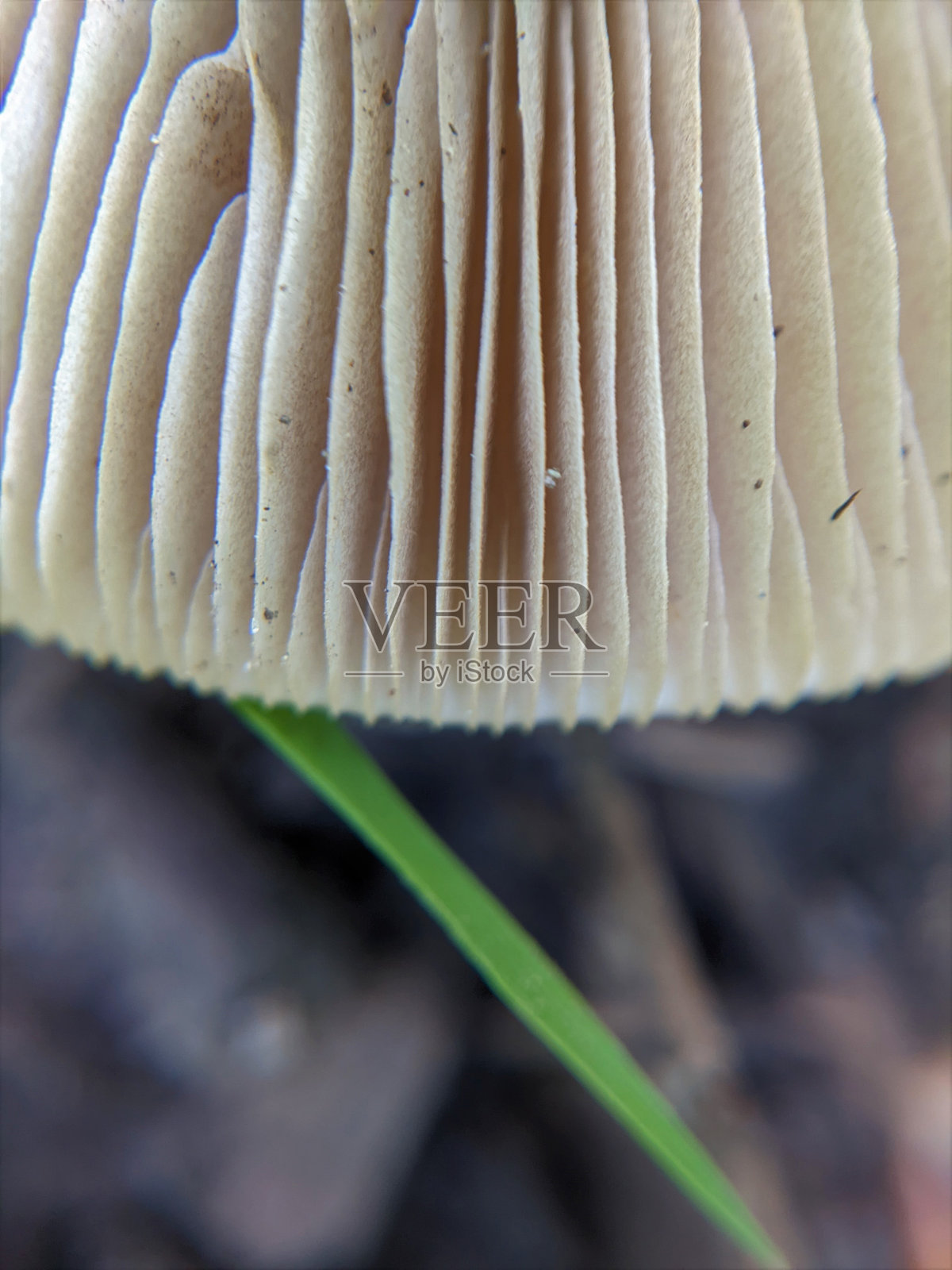 蘑菇鳃的特写，背景是草照片摄影图片