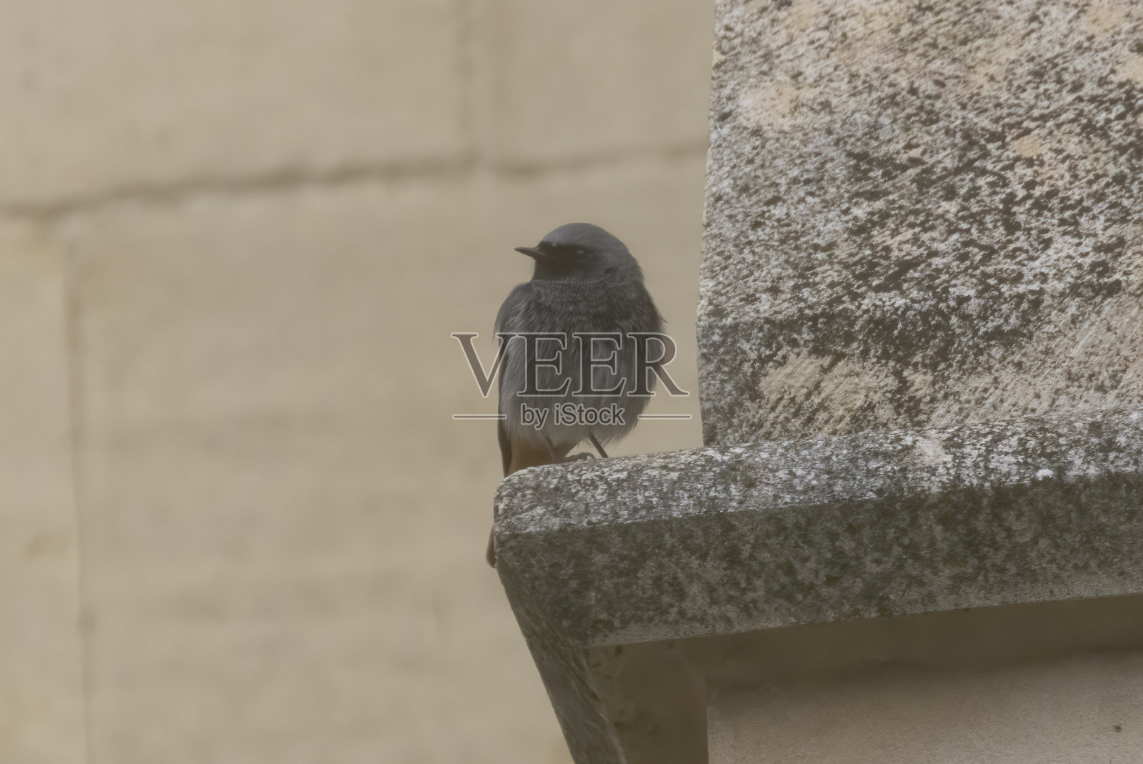 黑色红尾鸲照片摄影图片