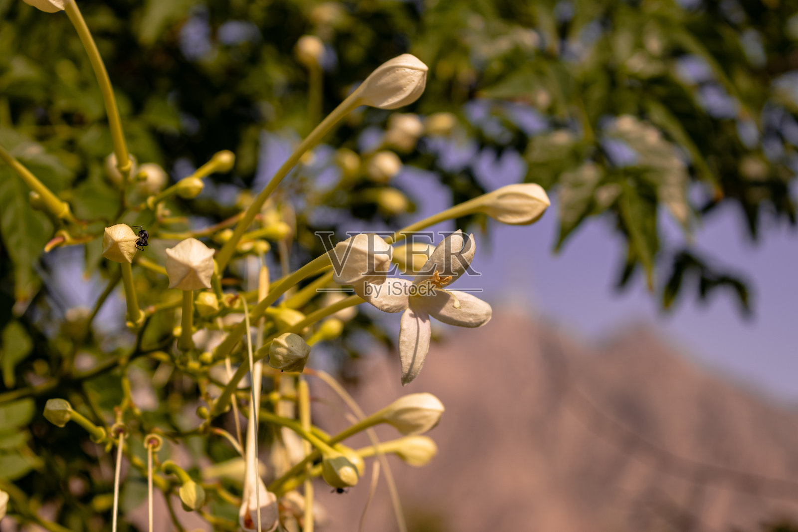 阿联酋Khorfakkan的自然，Khorfakkan山路照片摄影图片