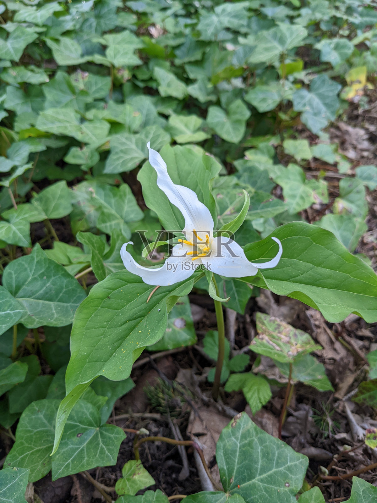 太平洋Trillium的俯视图照片摄影图片