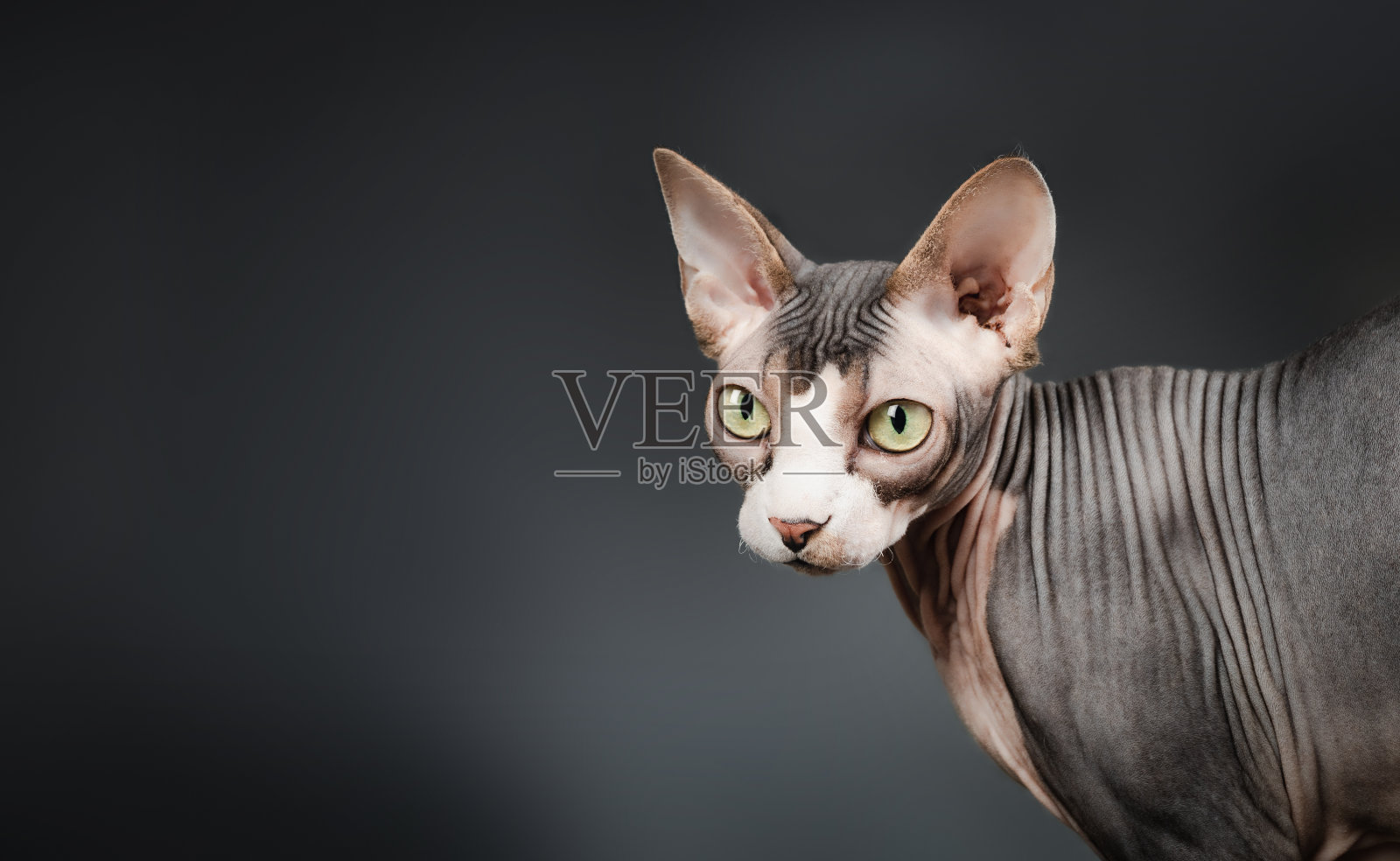 黑底上的斯芬克斯猫。照片摄影图片