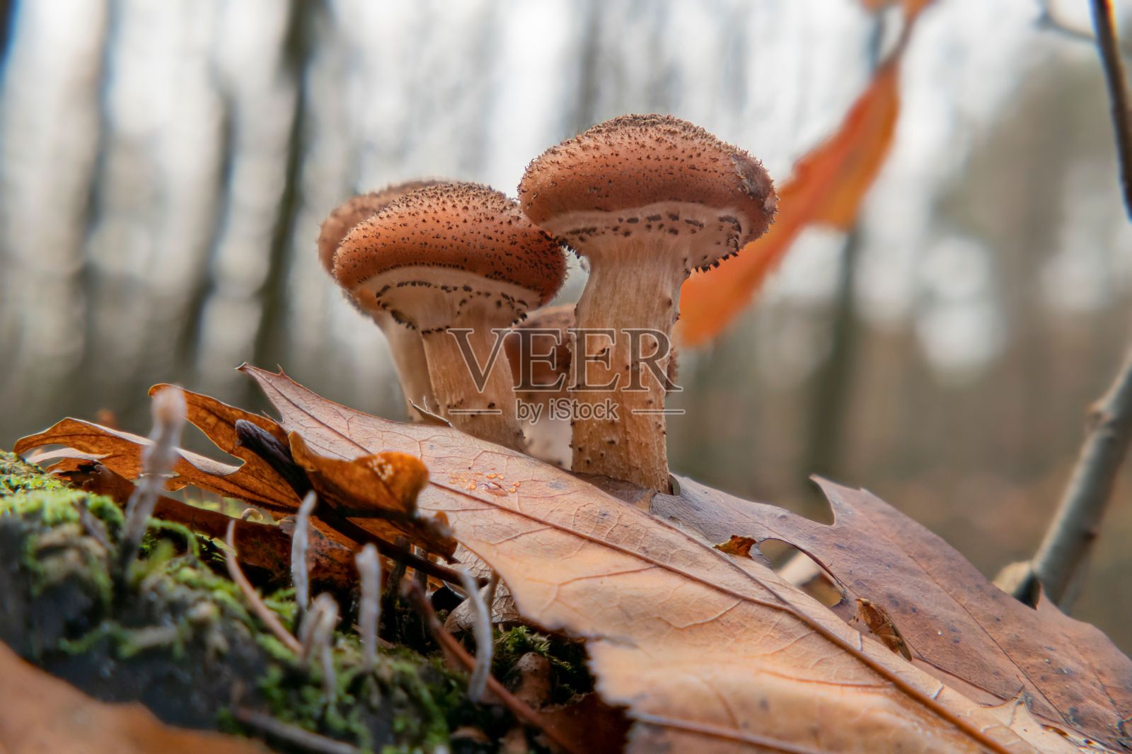 深秋的蜜环菌蘑菇照片摄影图片