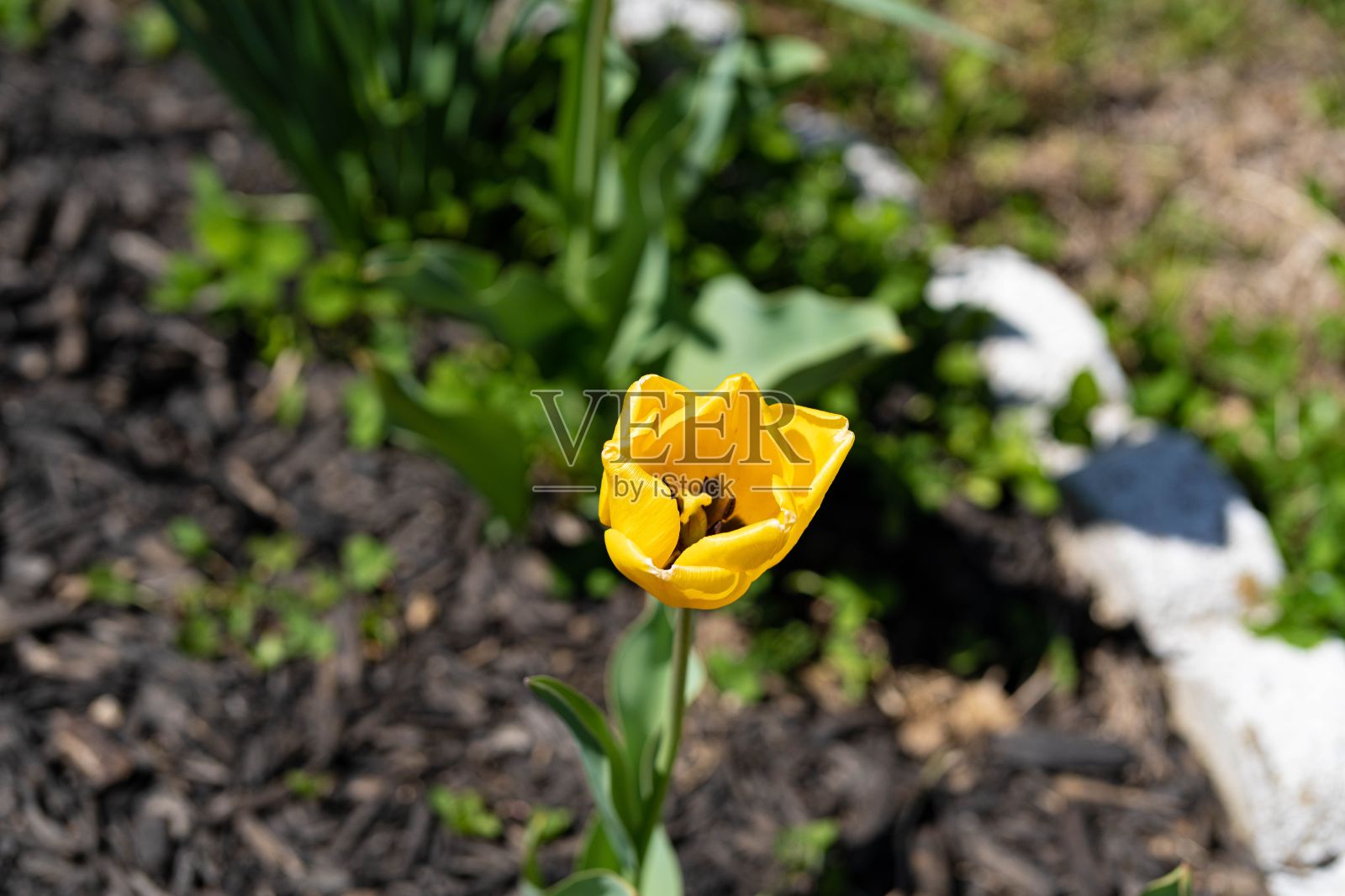 花园里盛开的黄色郁金香的特写镜头照片摄影图片