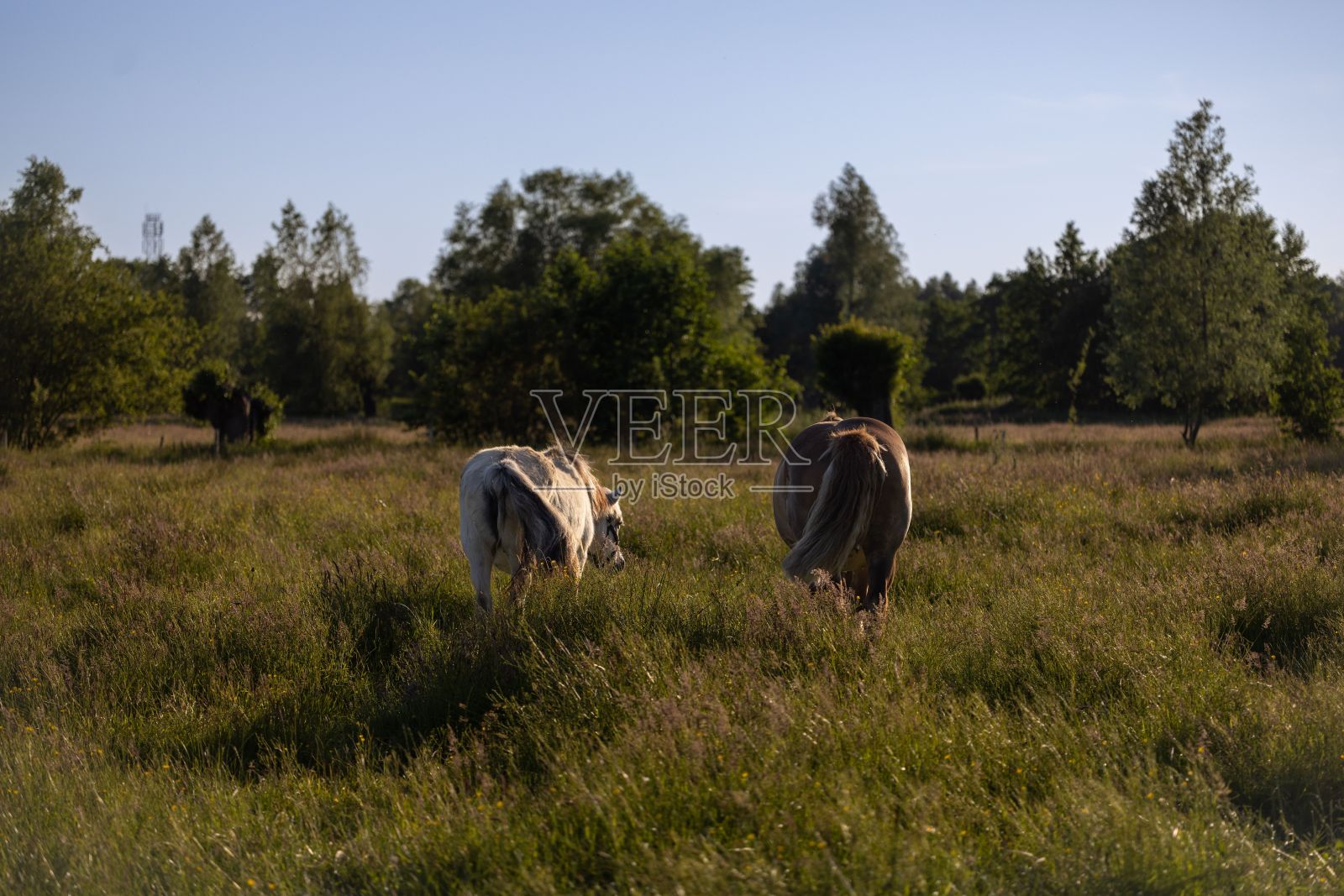 后景:两匹马在碧绿的田野上吃草，蓝天下有树照片摄影图片