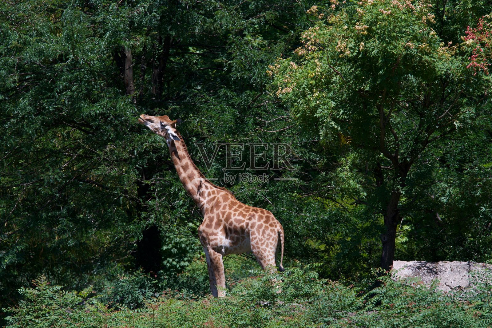 野生长颈鹿照片摄影图片