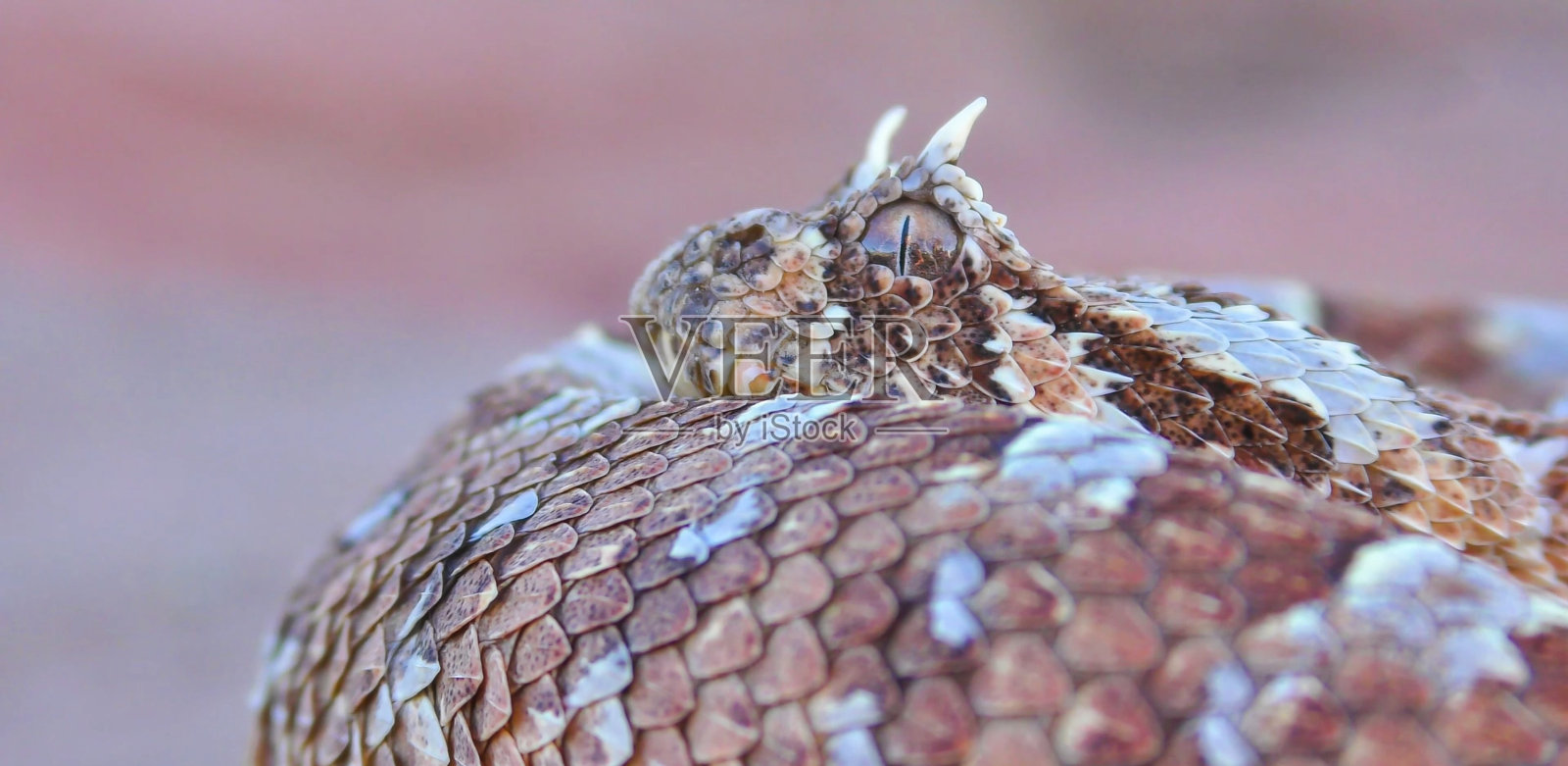 角蝰（Bitis caudalis）是一种蝰蛇照片摄影图片