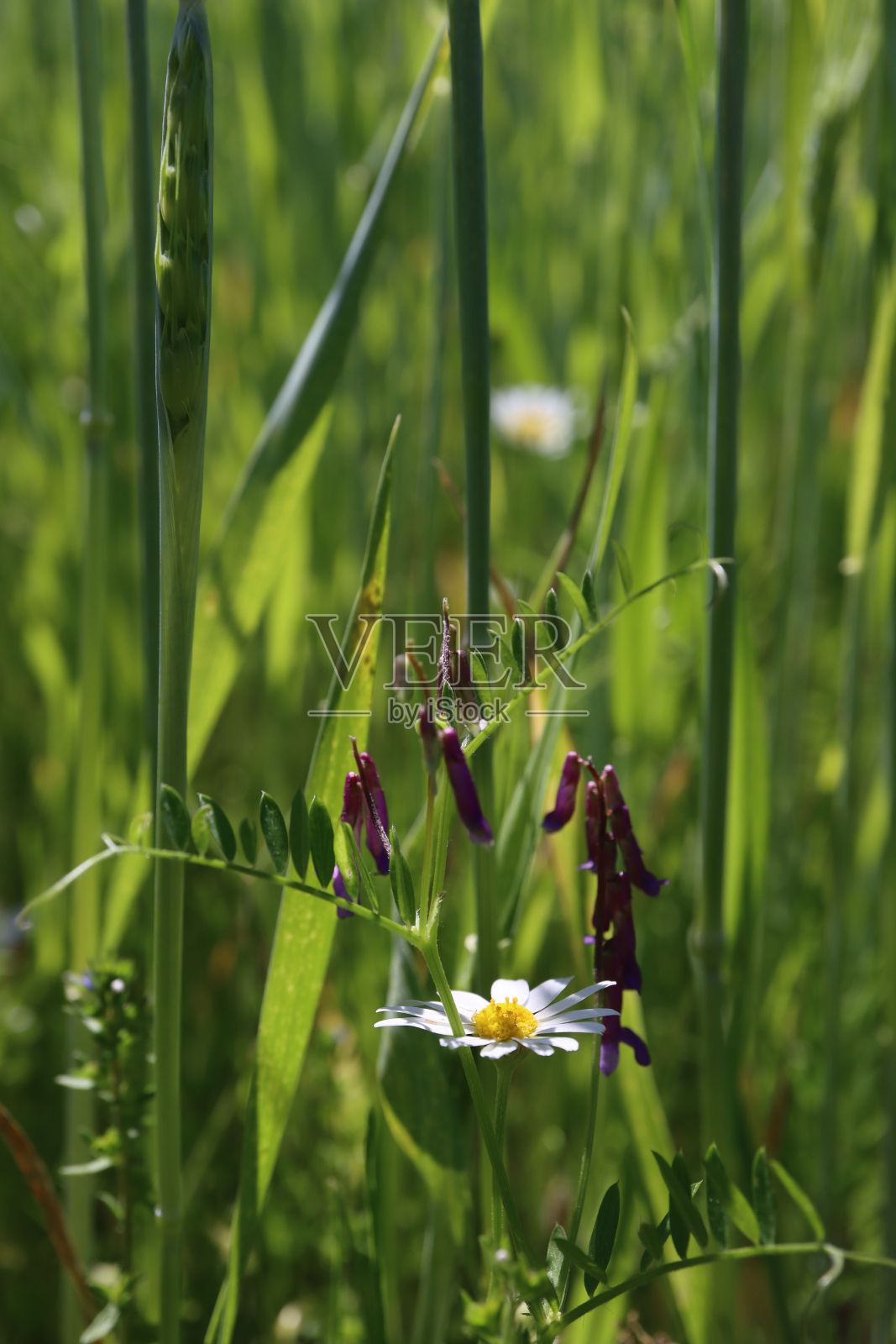田野里一朵白色雏菊的垂直照片照片摄影图片