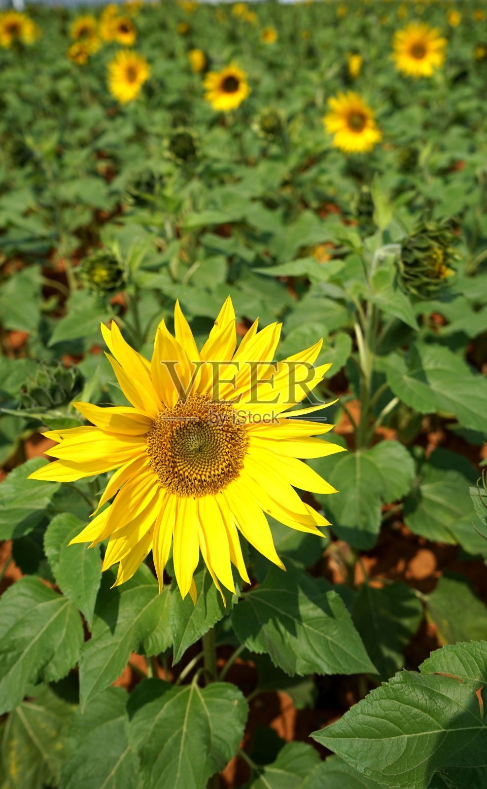 向日葵的垂直特写。照片摄影图片