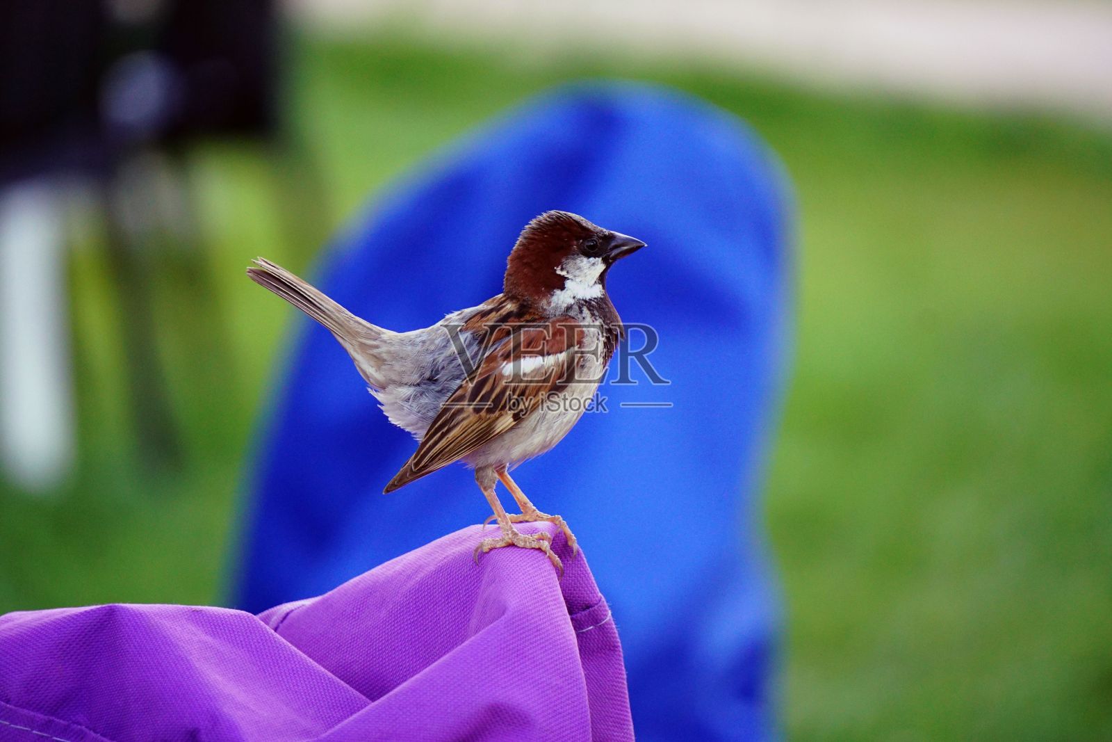 在阳光下，一只真正的麻雀在模糊的背景下特写镜头照片摄影图片