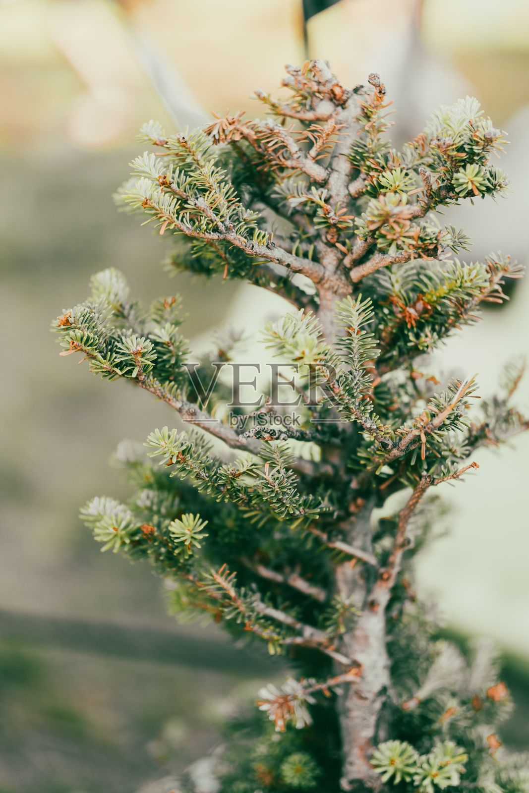松树树枝的垂直特写镜头照片摄影图片