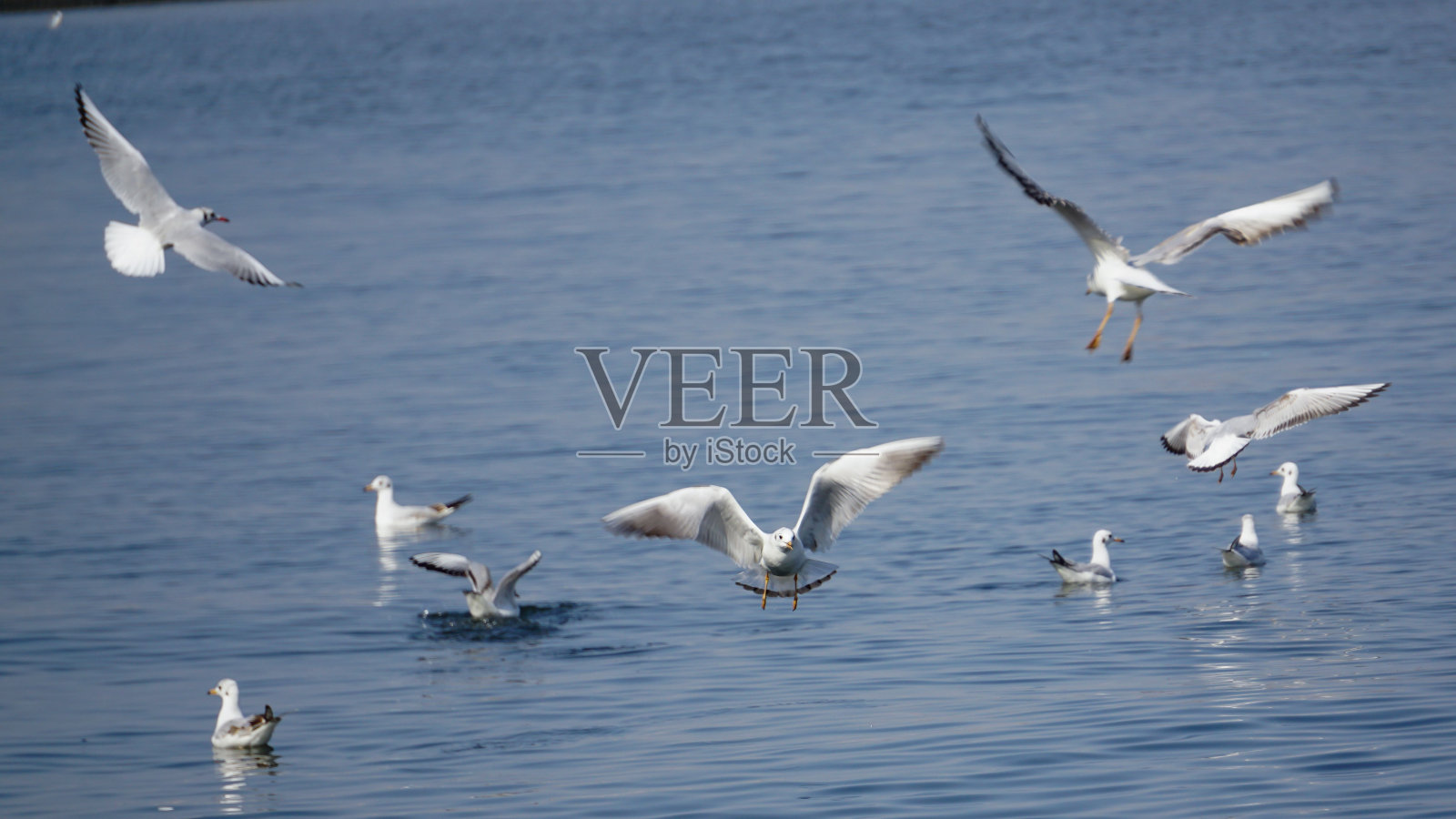 一群美丽的海鸟在水面上飞翔照片摄影图片