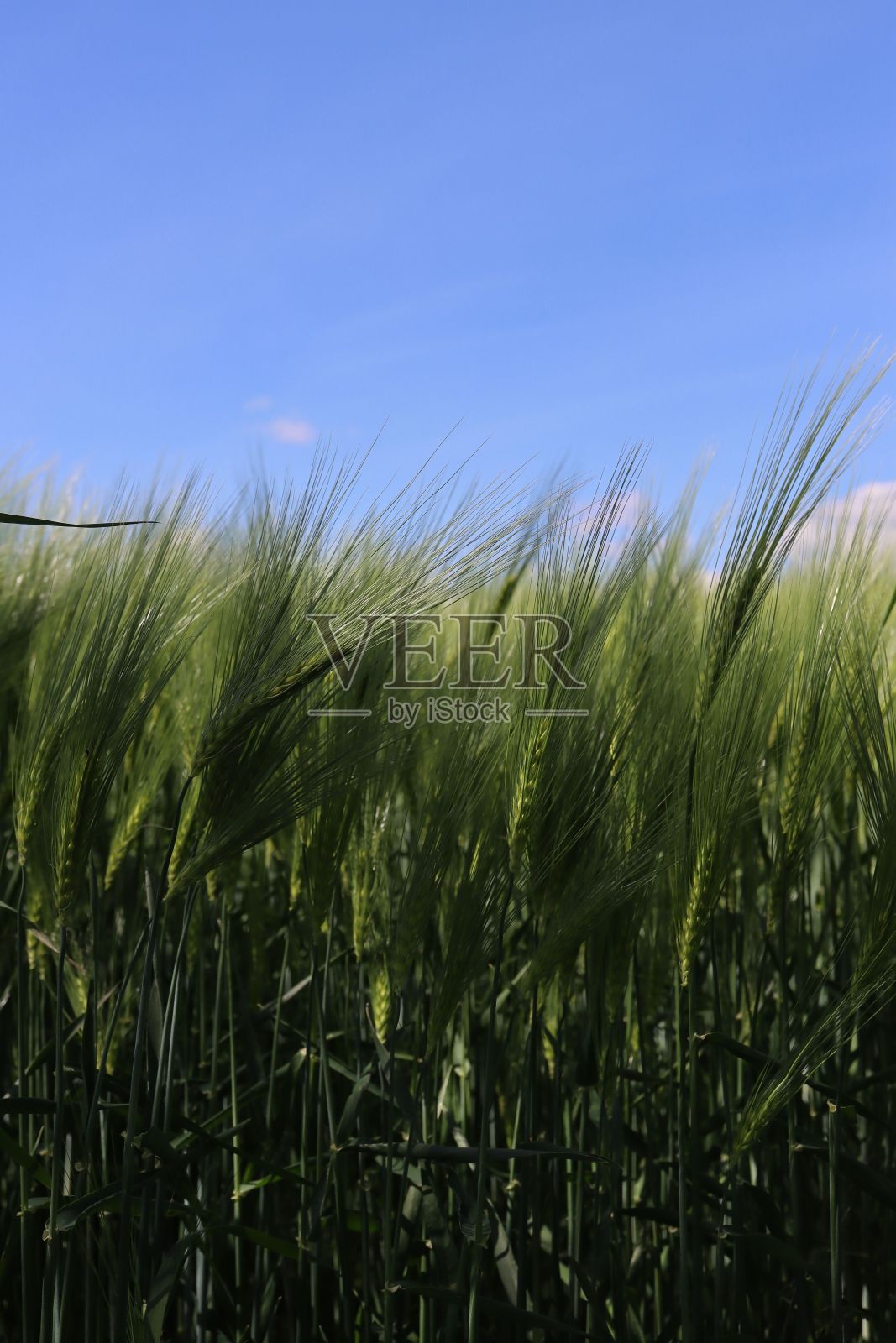 白天麦田的垂直照片照片摄影图片