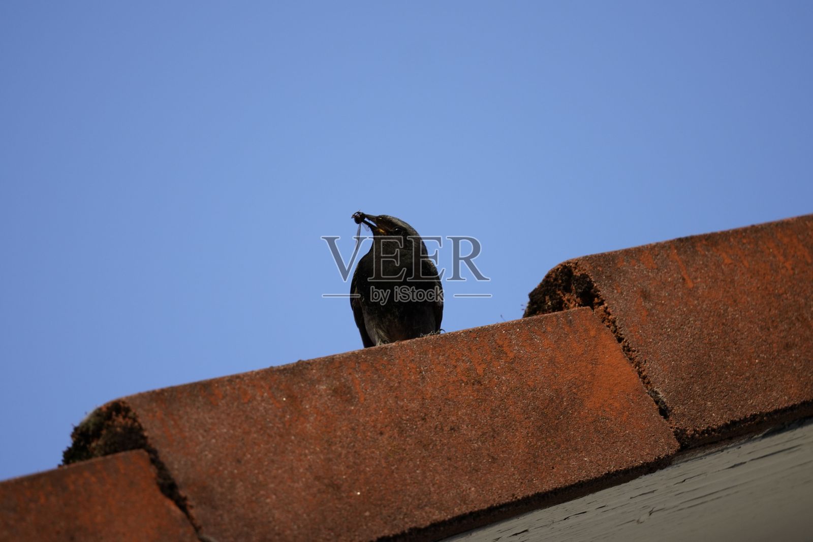 黑鸟栖息在瓦片屋顶上，衬托着清澈的蓝天照片摄影图片