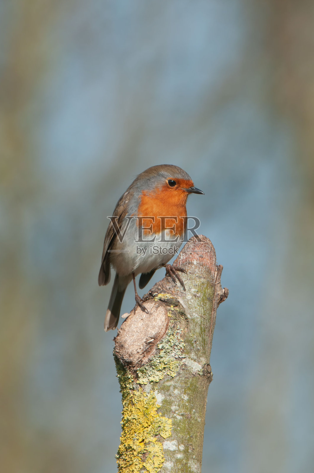 浅聚焦拍摄的欧洲知更鸟栖息在破碎的树与模糊的背景照片摄影图片