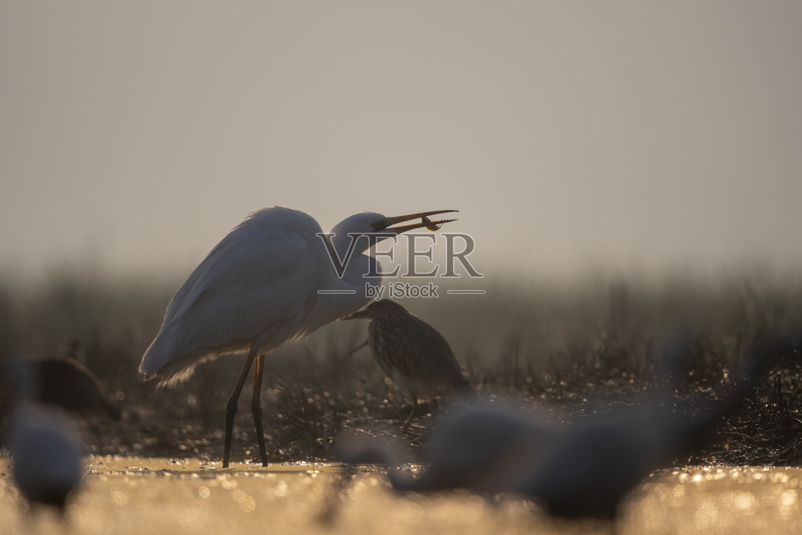 大白鹭与鱼在早晨狩猎照片摄影图片