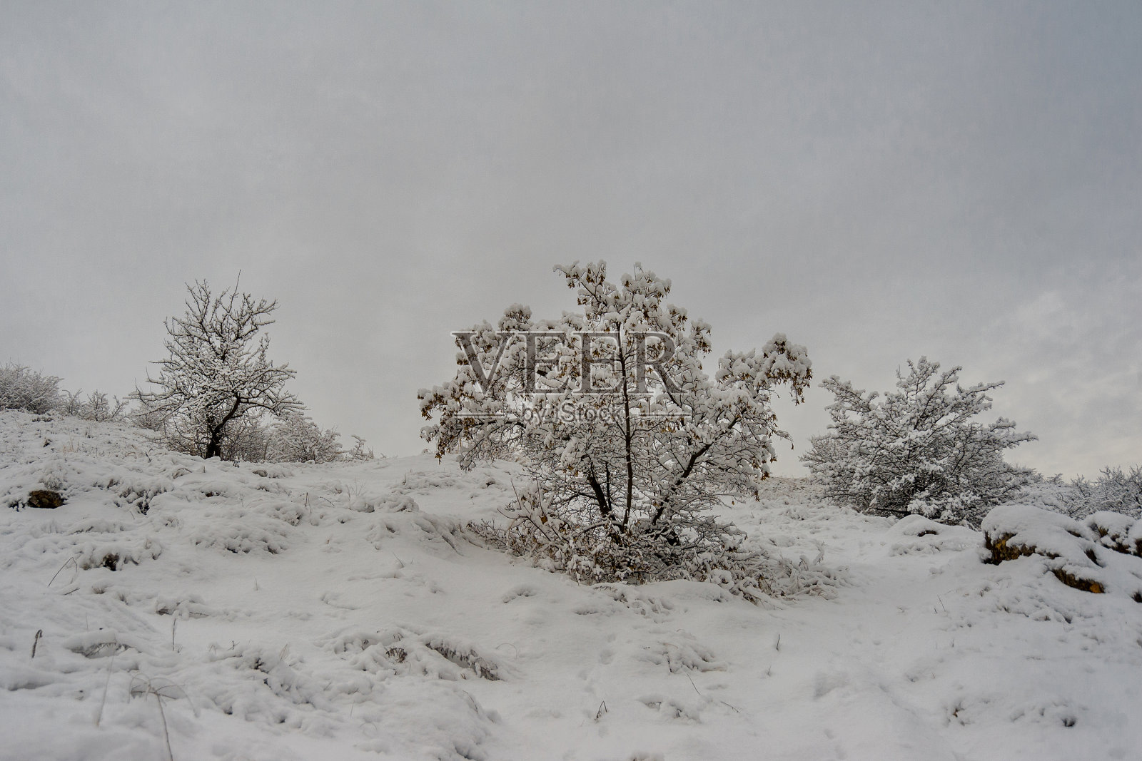 白雪覆盖的冬树照片摄影图片
