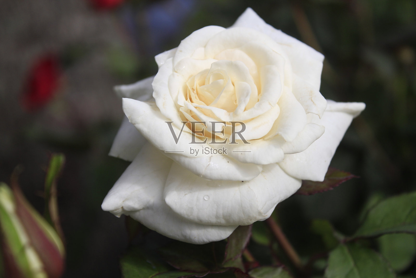 新鲜美丽的白玫瑰照片摄影图片