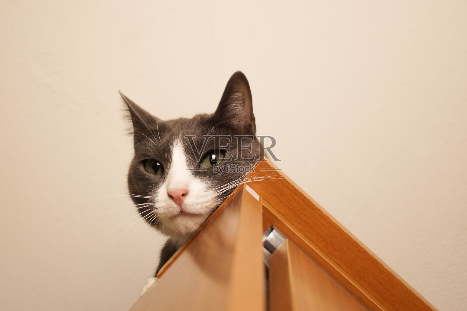 一只好奇有趣的灰猫从壁橱里向外张望。照片摄影图片