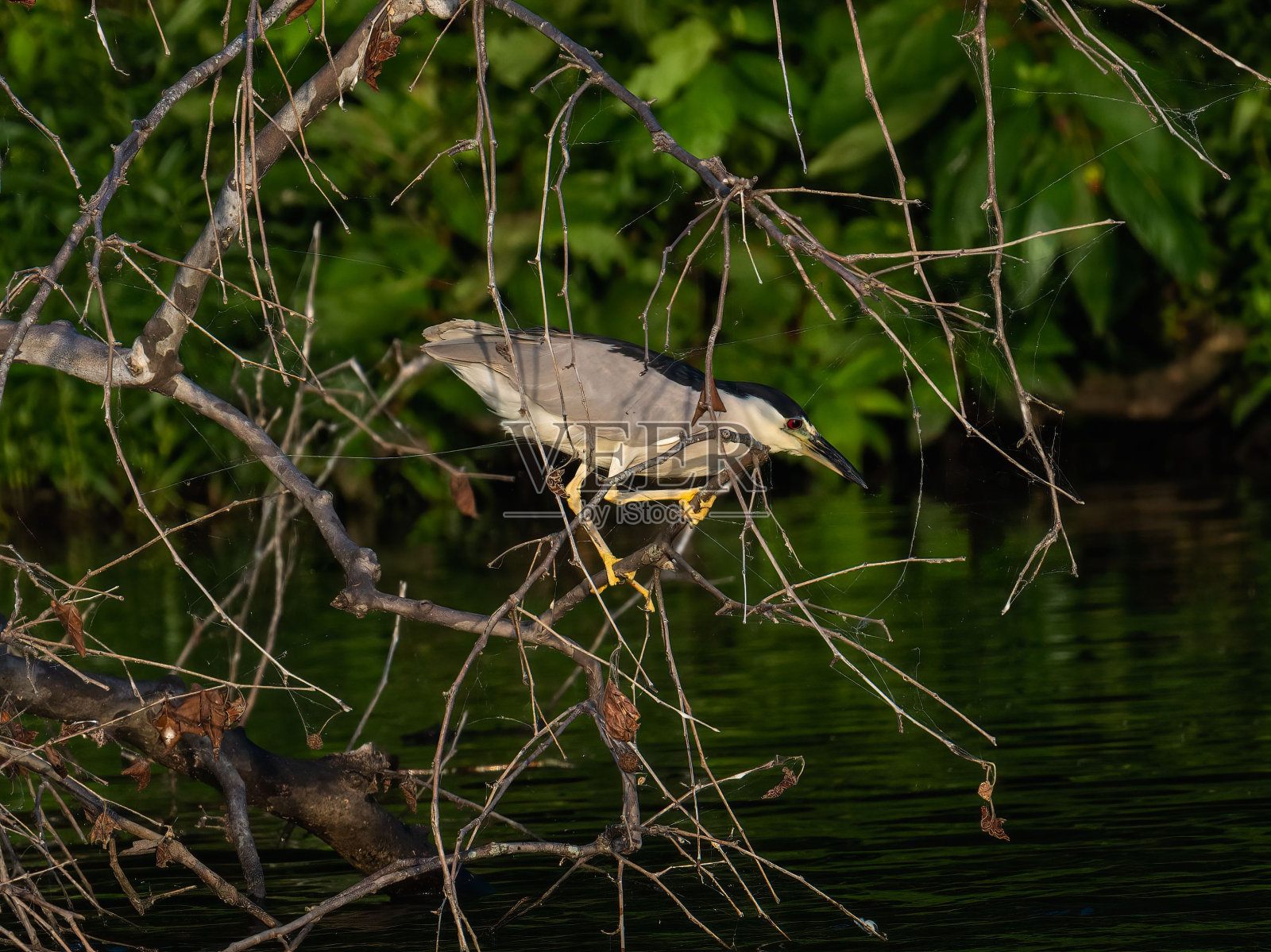 一只黑冠夜鹭站在树枝上的特写镜头照片摄影图片