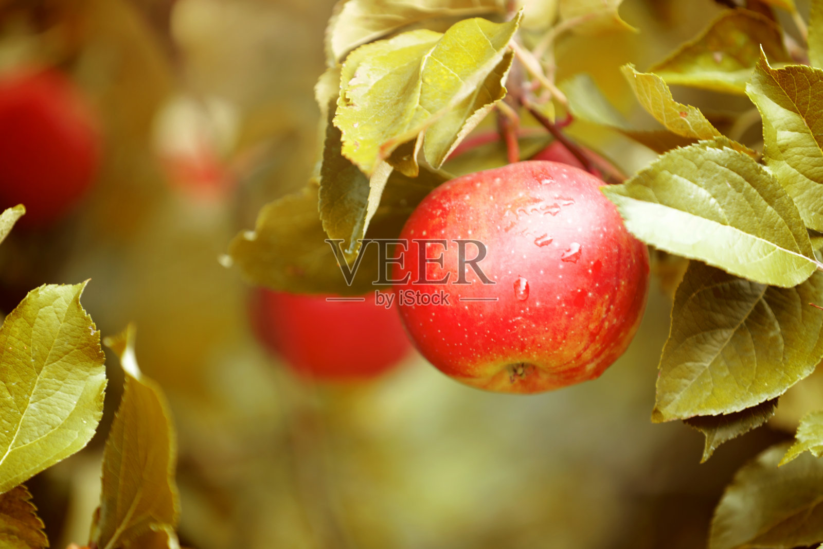 苹果在南蒂罗尔收获照片摄影图片