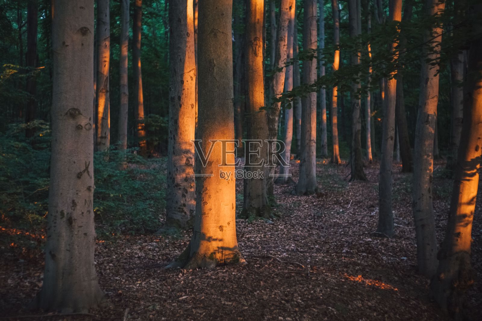 被阳光覆盖的森林中的树干照片摄影图片