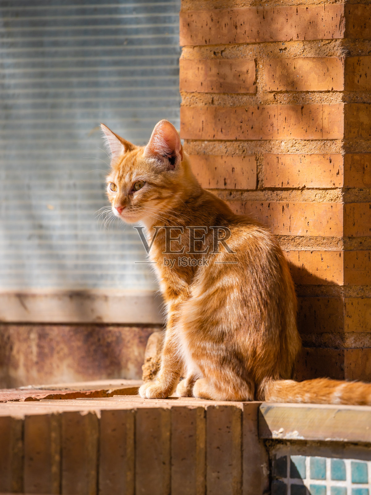 街猫照片摄影图片