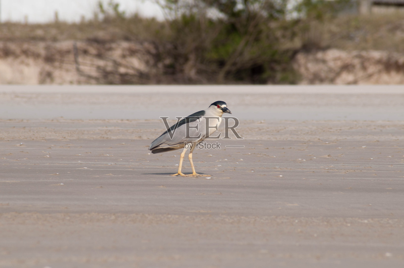 沙滩上的鸟的照片照片摄影图片