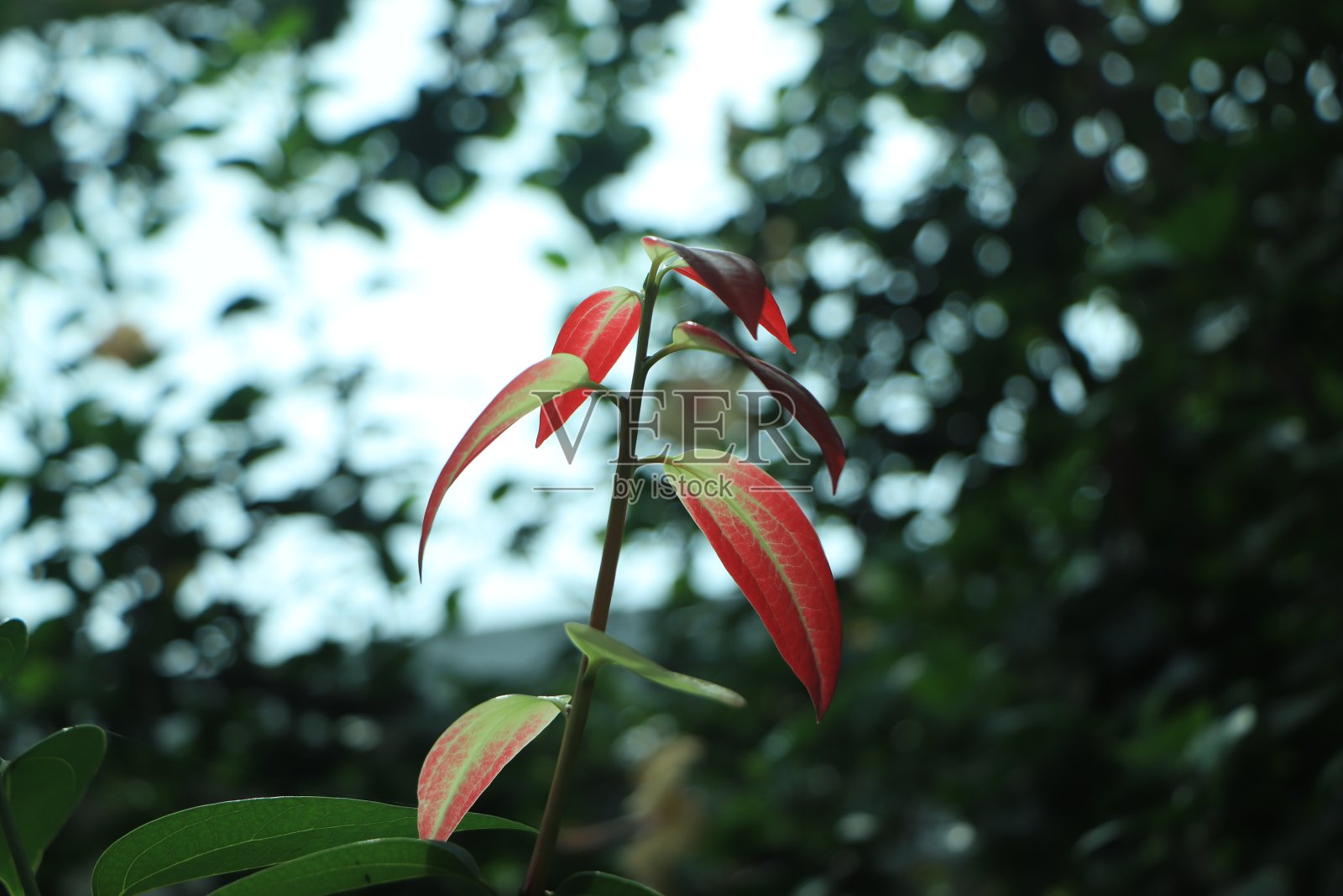 肉桂叶与自然背景照片摄影图片