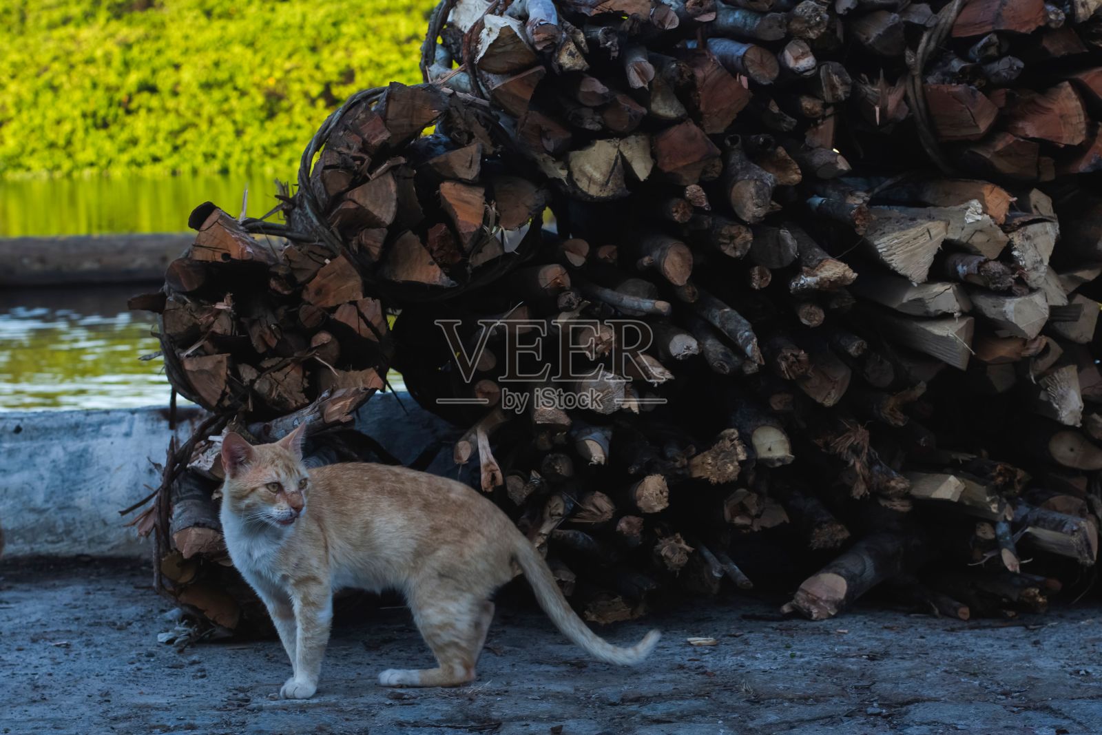 猫站在街上，看着旁边的木制背景照片摄影图片