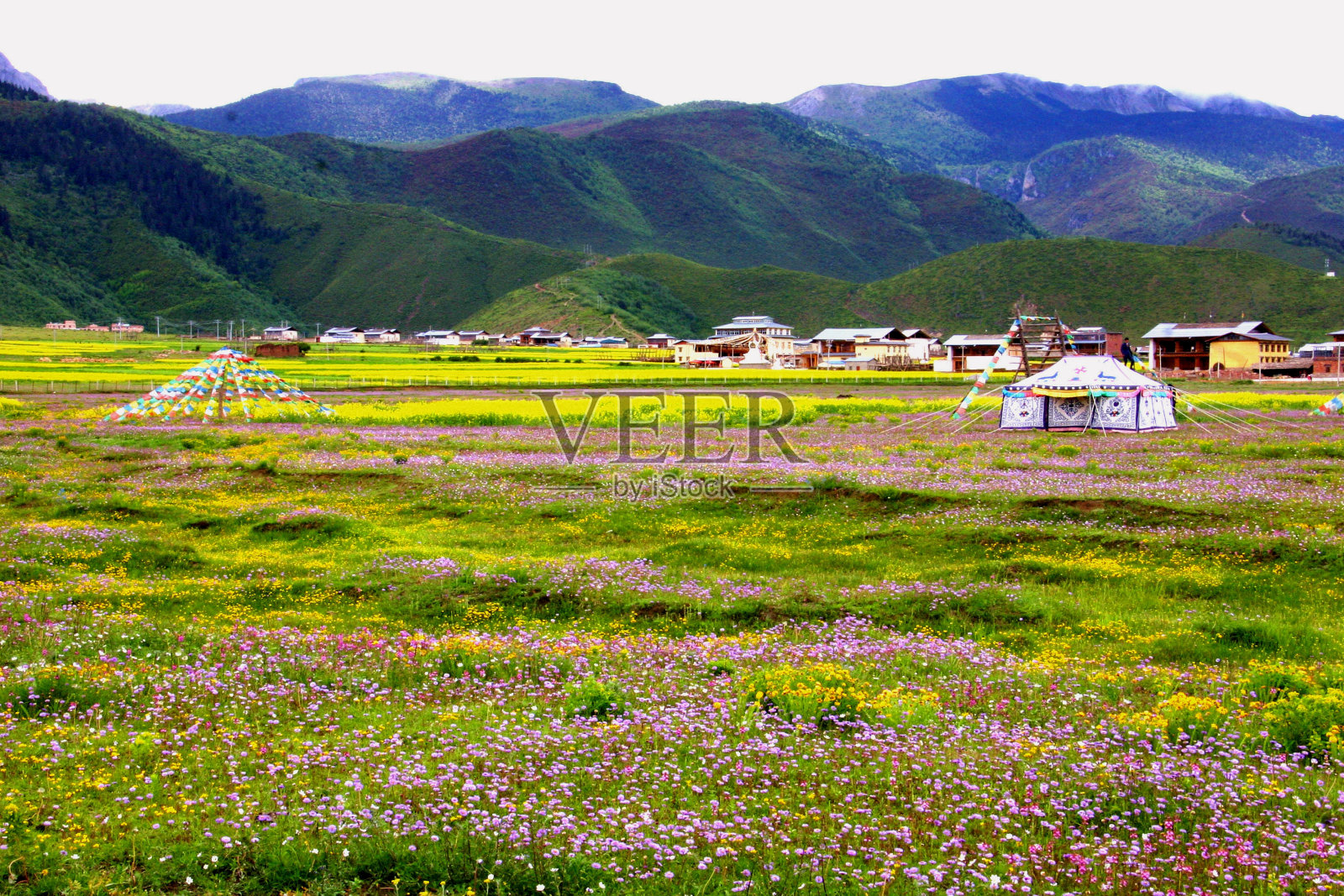 藏族村庄，野花，休闲帐篷照片摄影图片