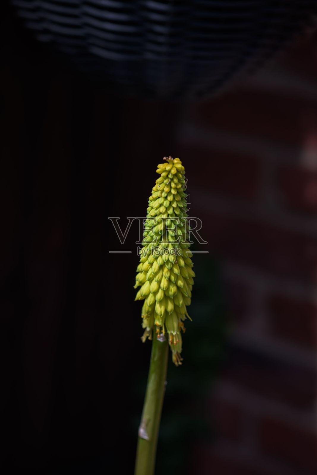 垂直特写的红热的拨火棍，箭花的花蕾照片摄影图片