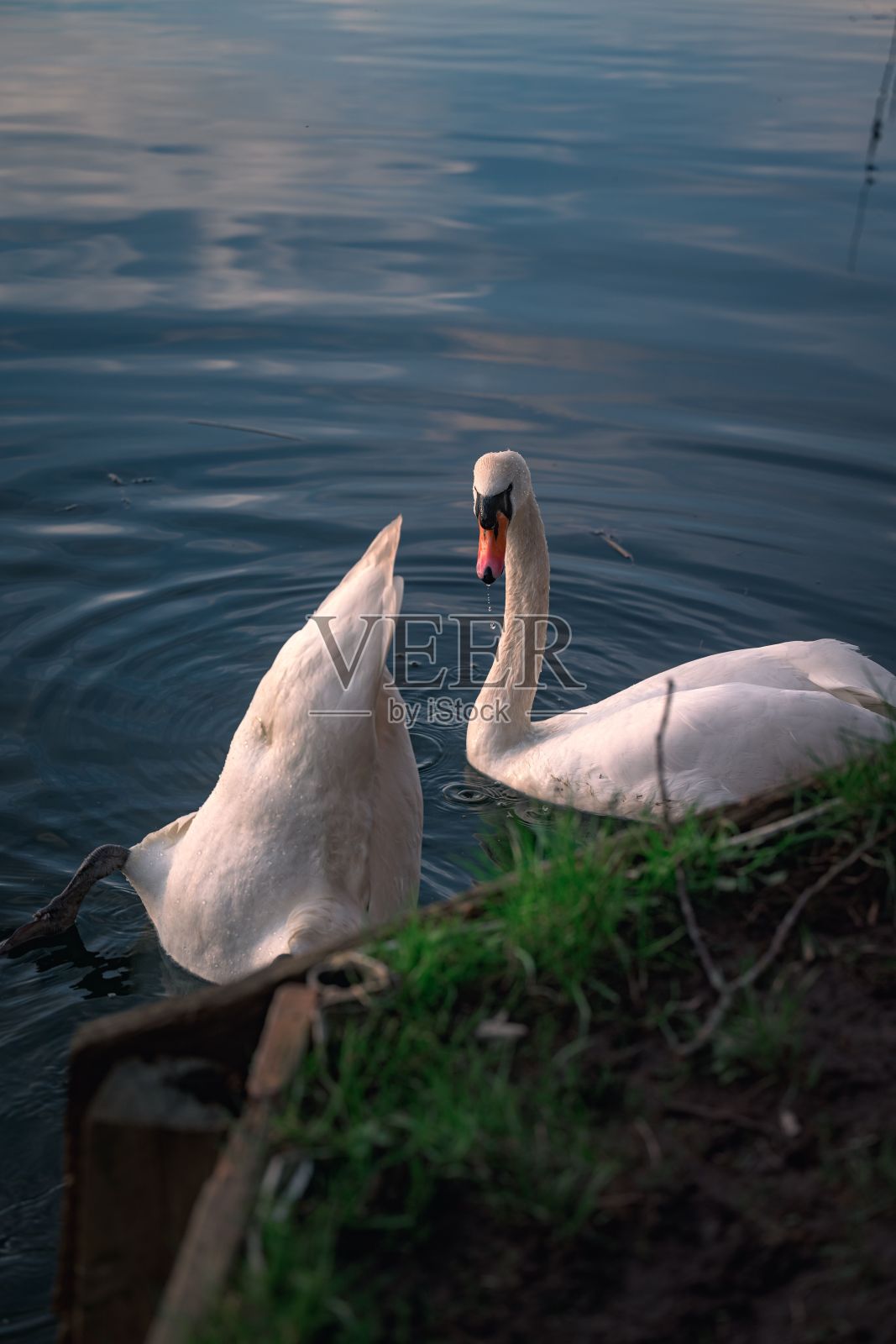 白天，可爱的天鹅在湖里游泳的垂直镜头照片摄影图片