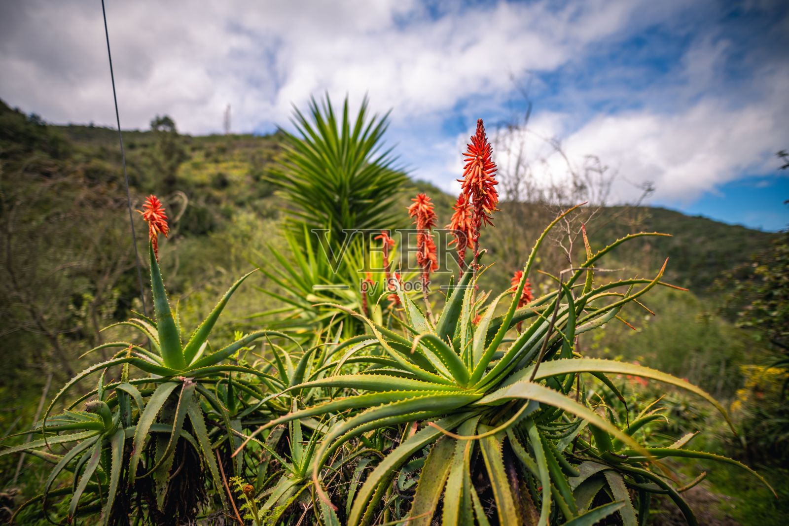 在阳光明媚的日子里，美丽的新鲜芦荟植物生长在森林里照片摄影图片