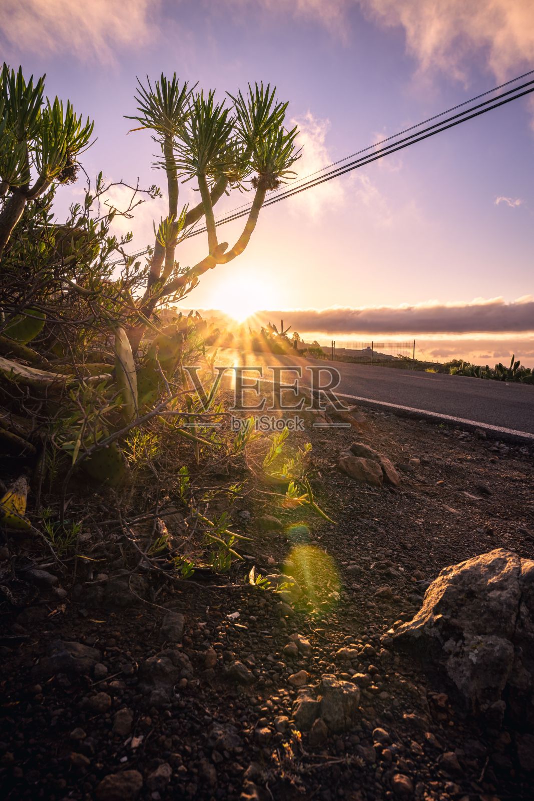 夕阳西下，美丽的阳光照在路边树木上的垂直照片照片摄影图片