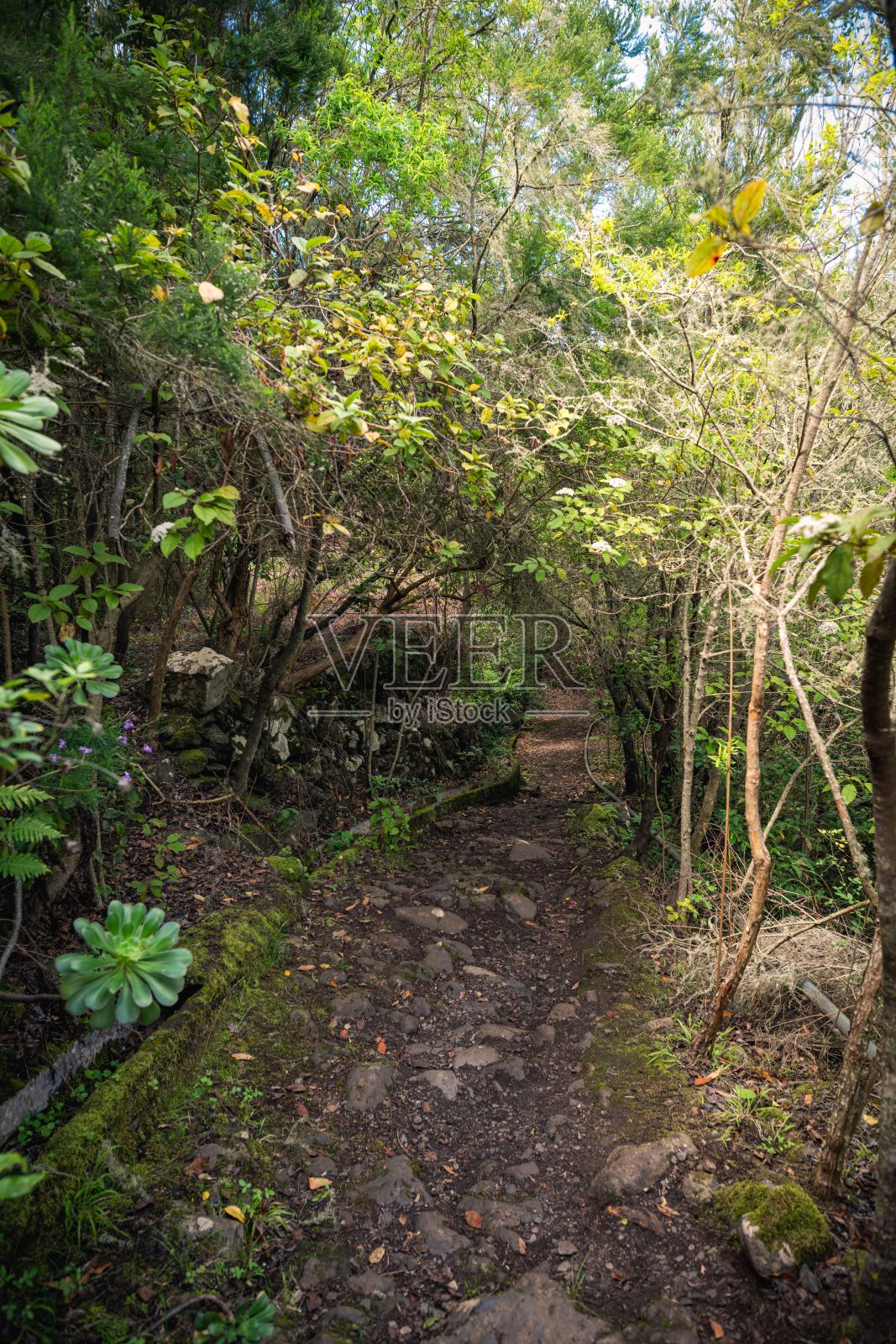 树林里被树木和植物包围的土路的垂直镜头照片摄影图片