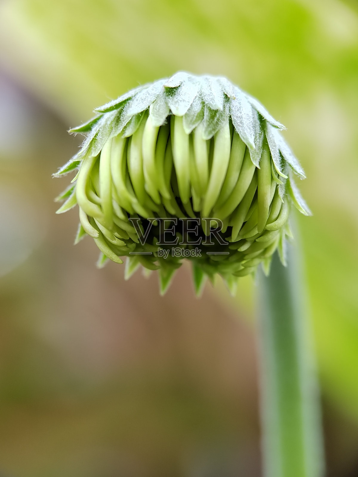 我花园里的花照片摄影图片