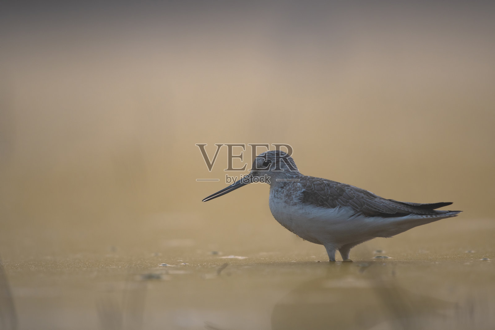 《冬之日出》中湖中常见的绿色山柄照片摄影图片
