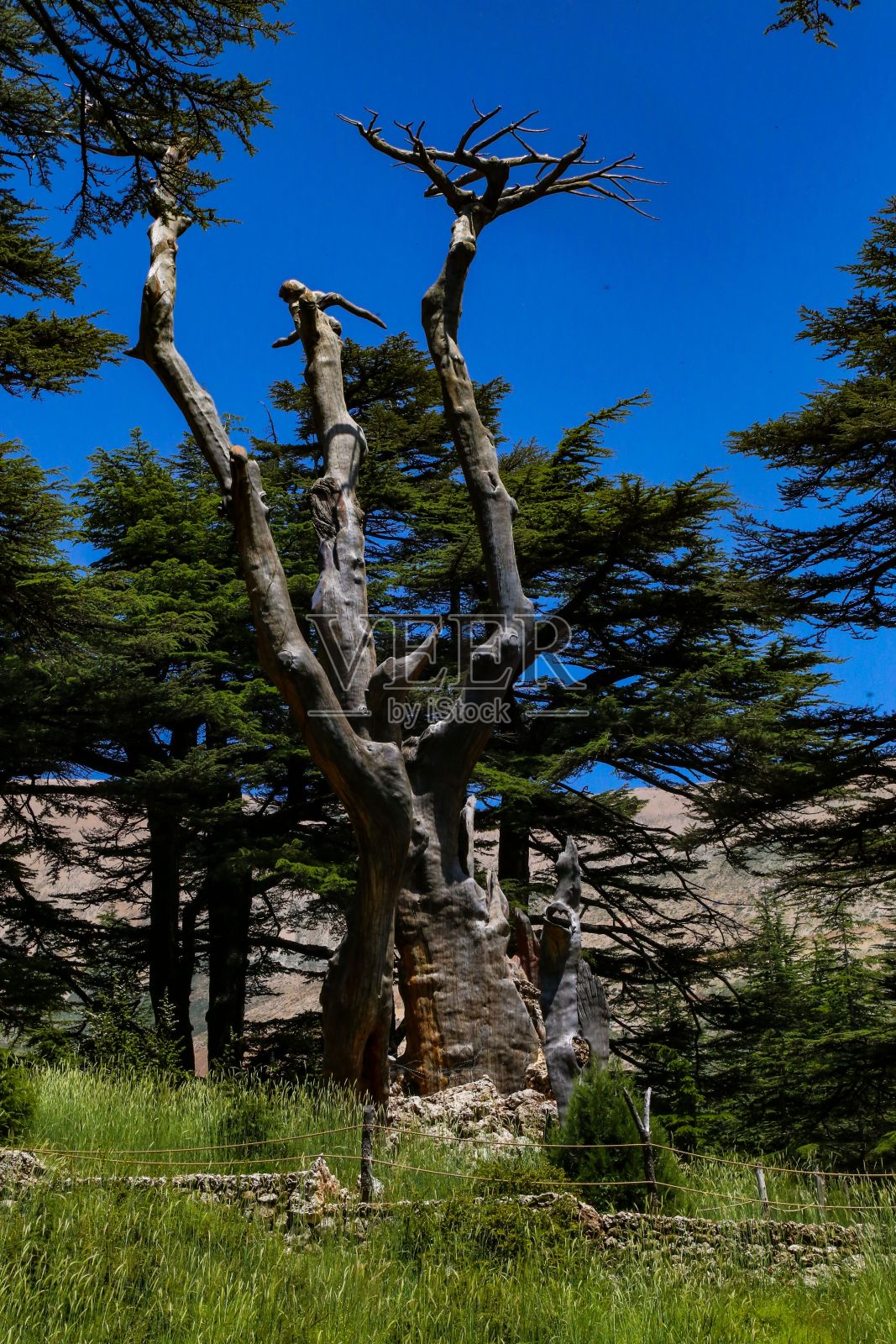 黎巴嫩贝沙里卡迪沙山谷雪松下的拉马丁树竖版照片照片摄影图片