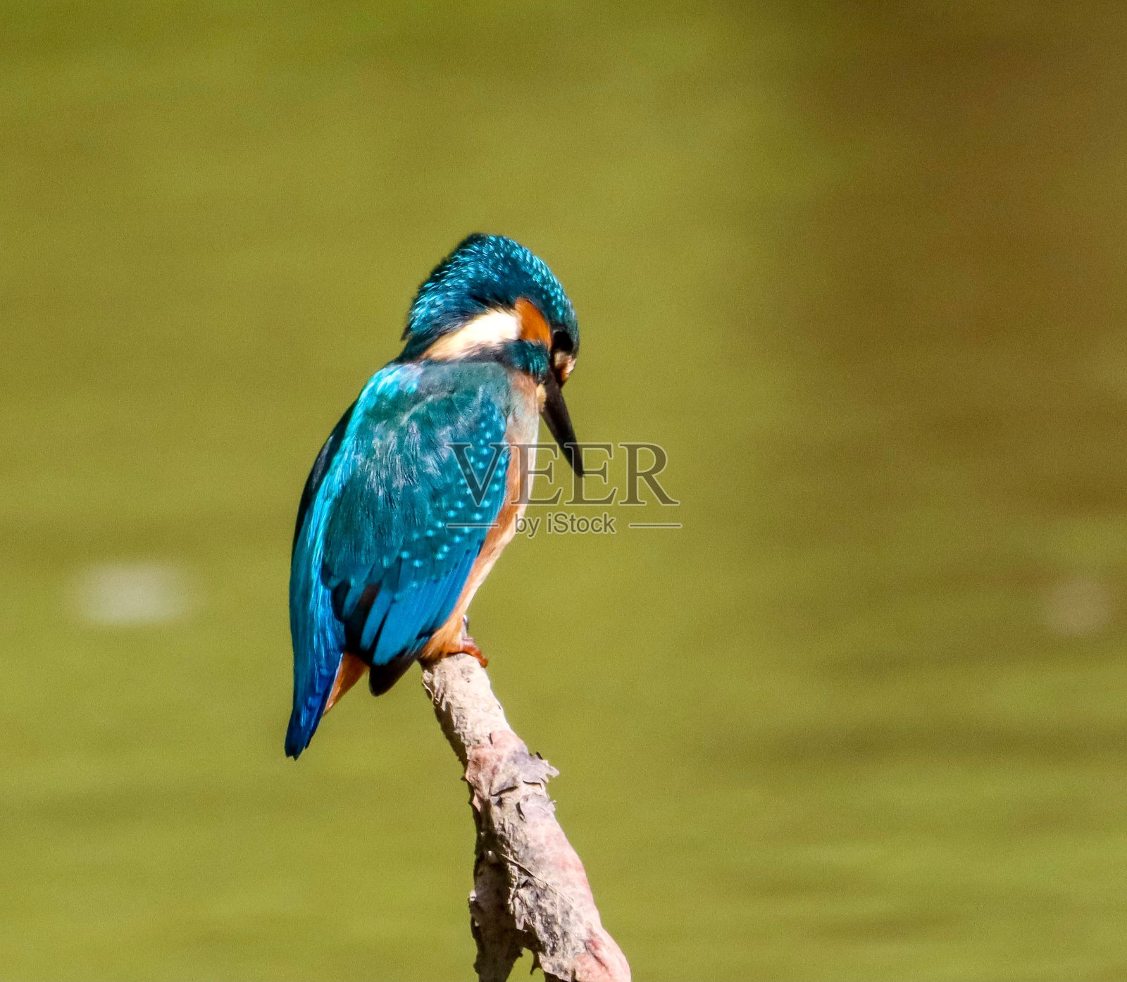 绿色背景下，翠鸟栖息在树枝上的特写镜头照片摄影图片