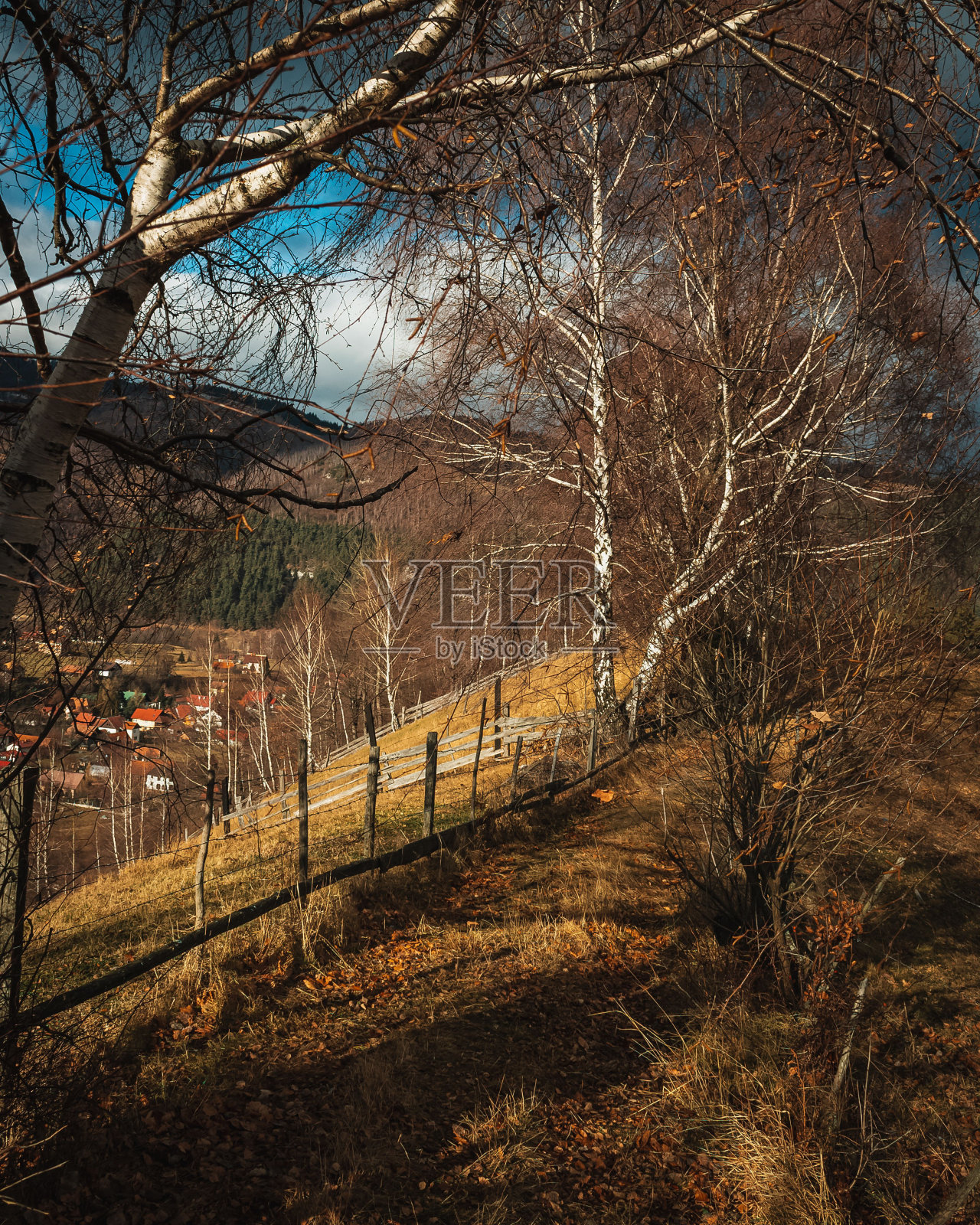 蓝天下山坡上的篱笆树的垂直视图照片摄影图片