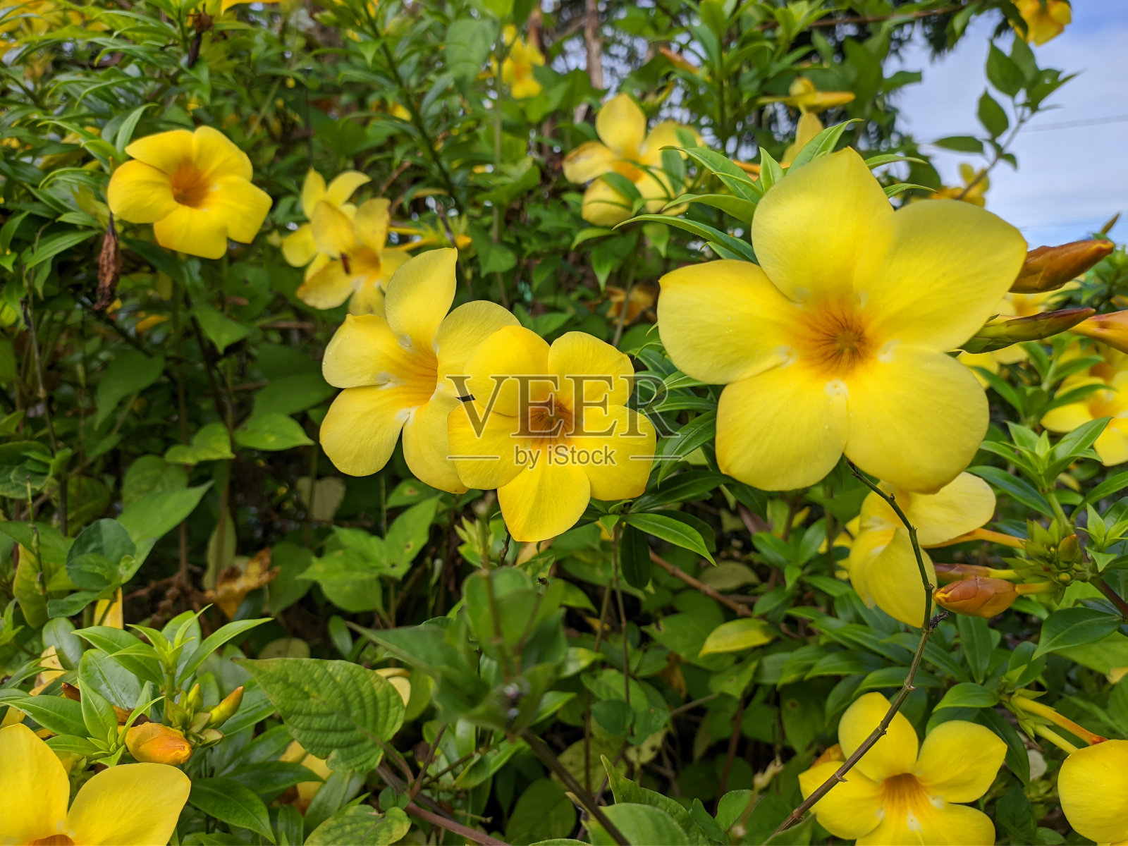 清晨的覆盆子花(Allamanda cathartica)照片摄影图片