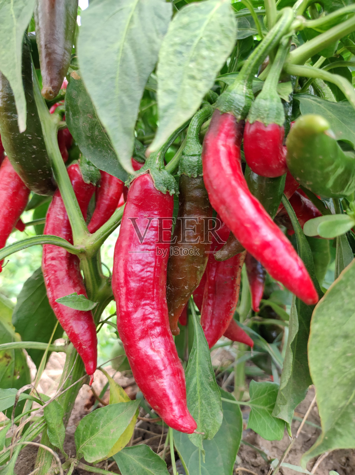 工业红辣椒田照片摄影图片