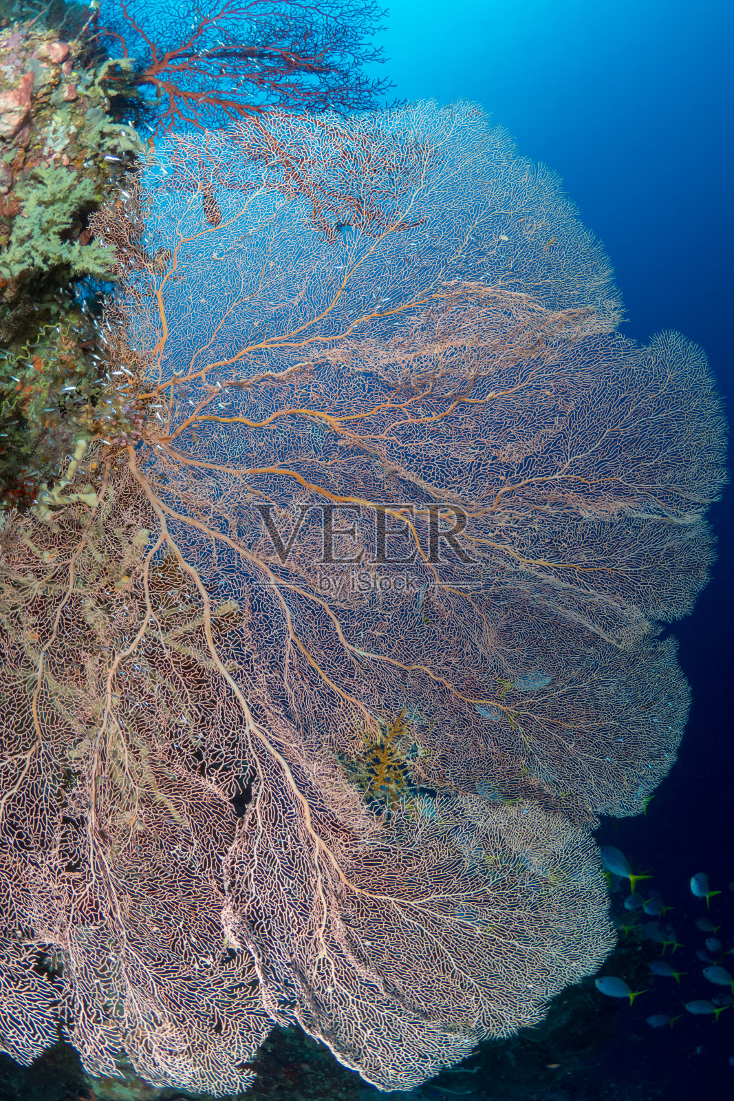 印度太平洋上健康多彩的珊瑚礁。珊瑚礁系统充满了生命，生物多样性和世界上最原始的珊瑚花园照片摄影图片