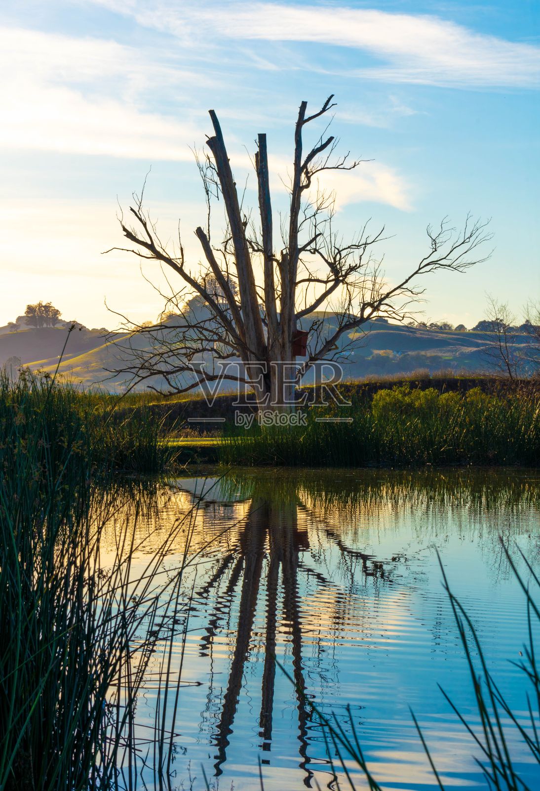 垂直拍摄的湖面，倒映着岸边光秃秃的树枝。照片摄影图片