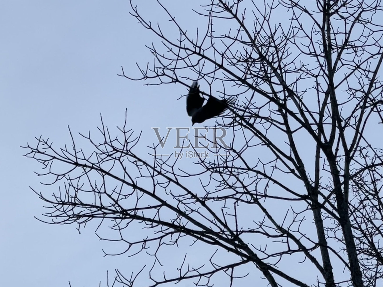 鸟照片摄影图片