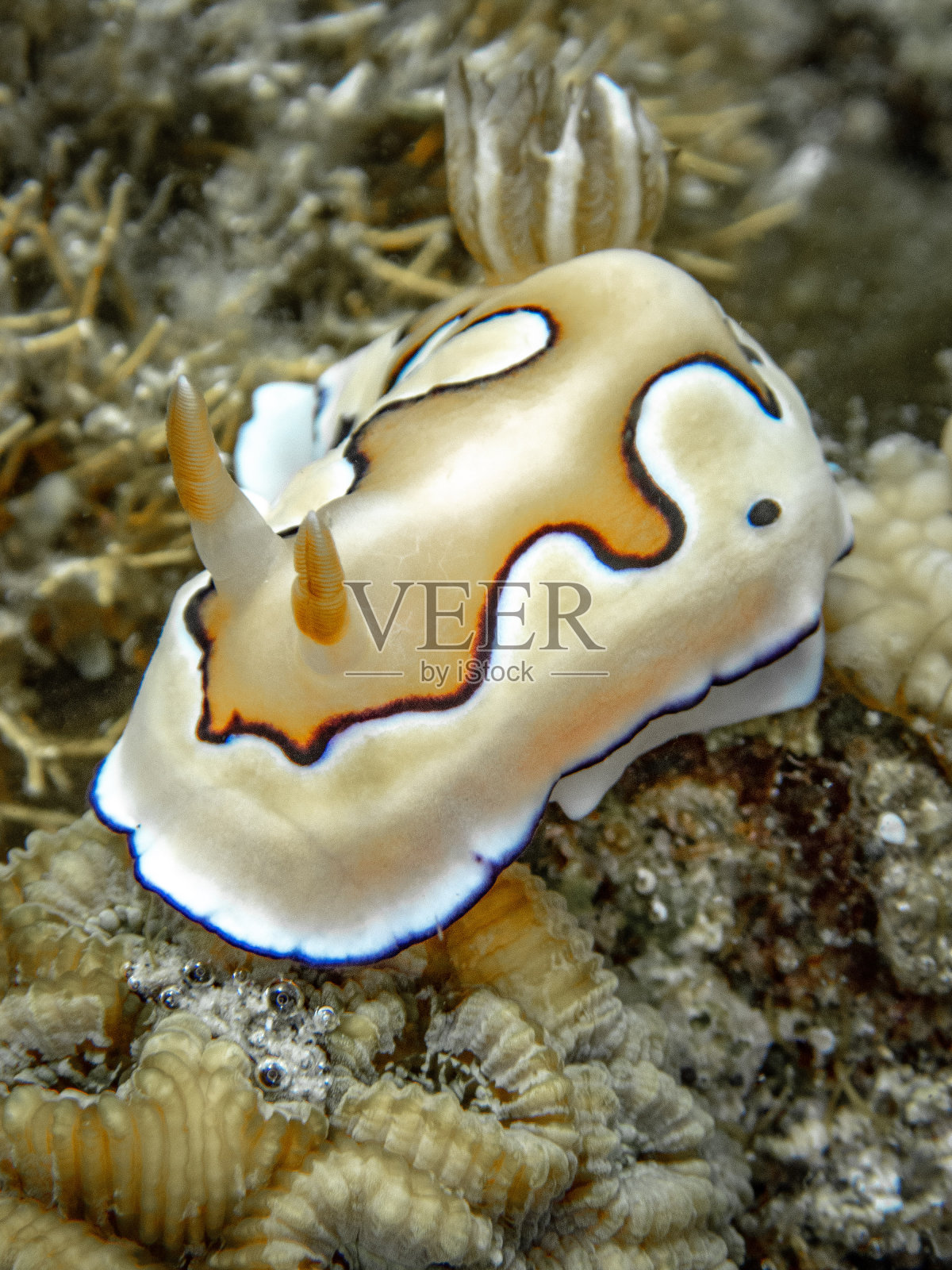 Goniobranchus认为照片摄影图片