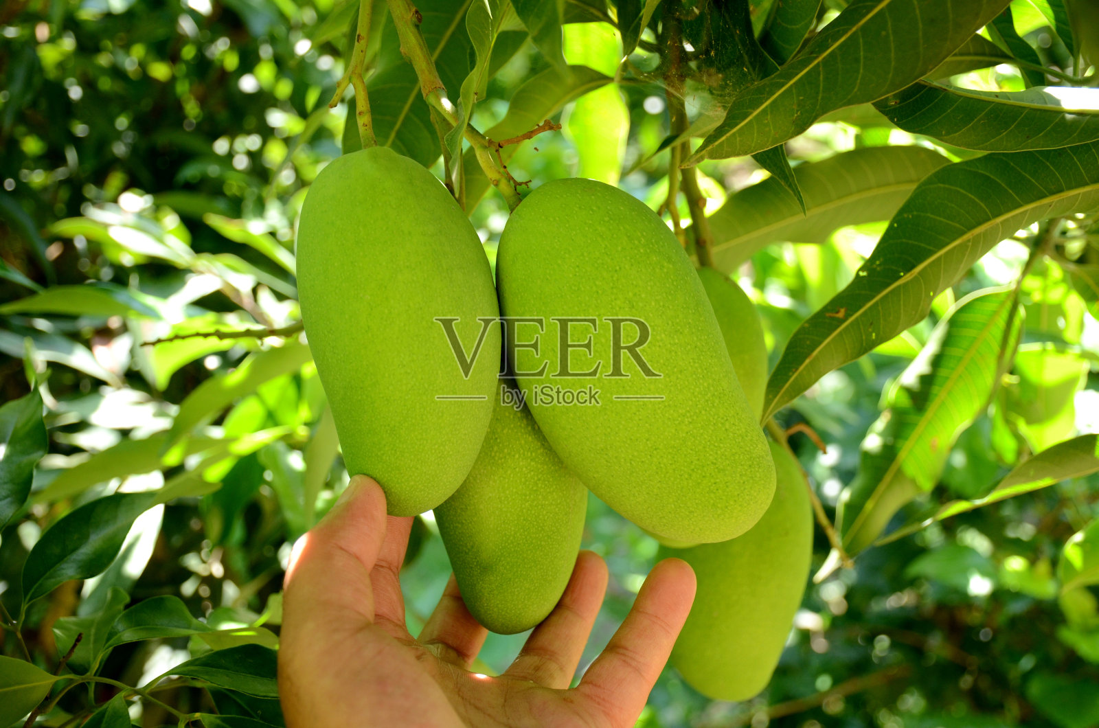 在模糊的背景下，男子拿着新鲜的绿色芒果照片摄影图片