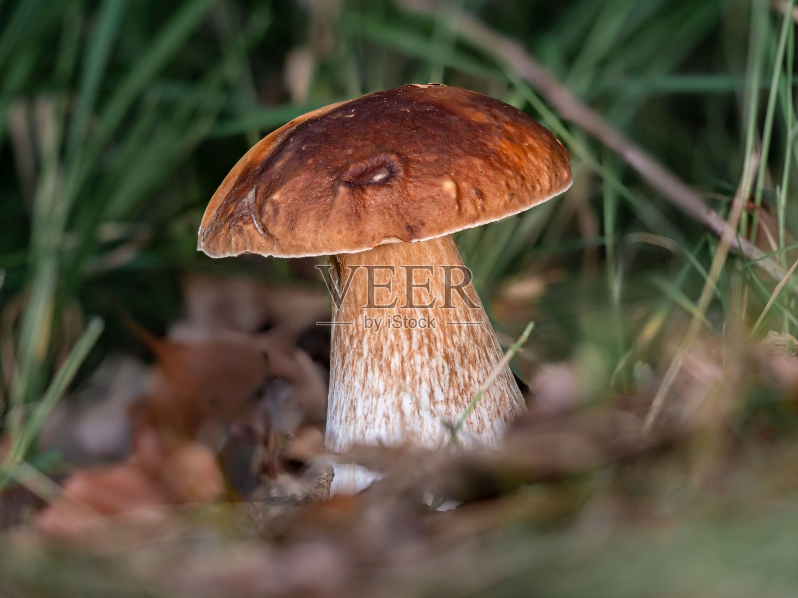 草中的大牛肝菌蘑菇照片摄影图片