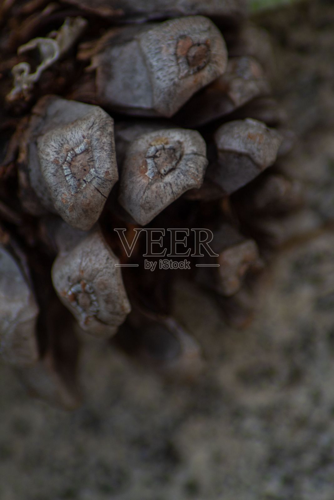 公园里掉下来的菠萝照片摄影图片