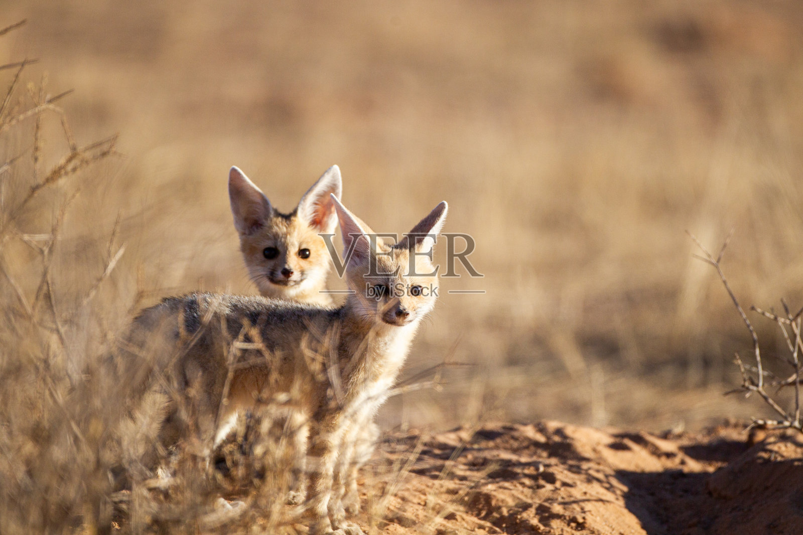 在南非Kgalagadi，角狐幼崽从灌木丛中出来在阳光下玩耍照片摄影图片